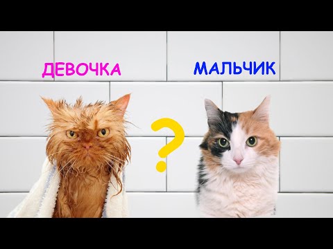 Почему рыжие коты – мальчики, а трехцветные кошки – девочки