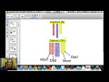 Meiosis Concepts and Genetic Variation