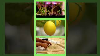 #huertoencasa #usa #huertocasero #huertourbano #huertosustentable #cursoonline #alimentosorganicos