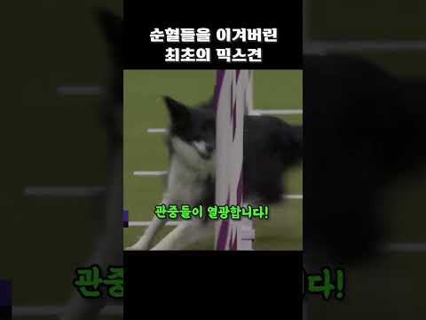 순혈들을 이겨버린 최초의 믹스견