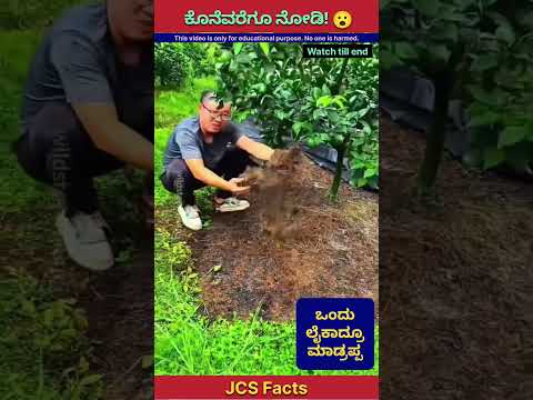 Japanese Farmers’ Smart Weed Control 🌱 #OrganicFarming #SmartAgriculture #factsinkannada #shorts