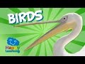 Birds: A Fascinating World