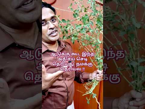 Interesting plant 5 #doctorkarthikeyan