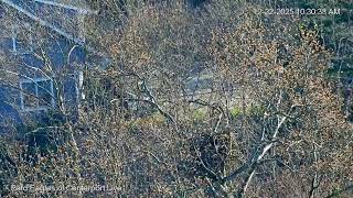 *** Bald Eagles of Centerport Live Stream  2025***