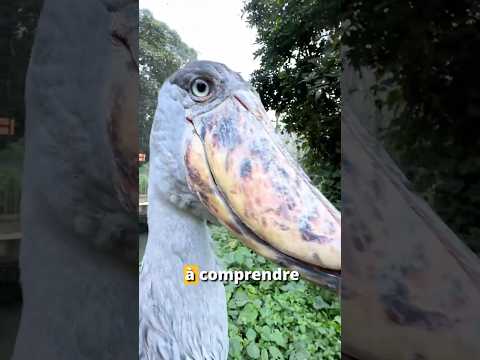 Je comprends pas pourquoi personne ne respecte cette machine #animaux #becensabot