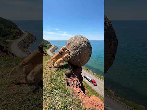 Golden Retrievers Saved Elderly Man — Escaping the Tsunami #dog #shorts #goldenretriever