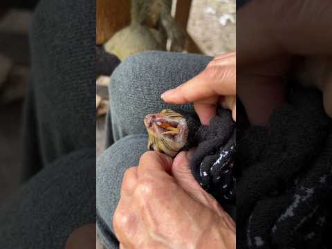 Squirrel’s Malocclusion is Out of Control!  #malocclusion #helping #squirrel #good