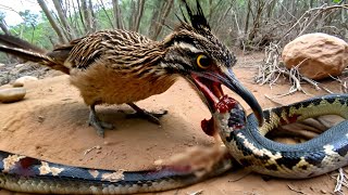 CORRECAMINOS ! El Cuco Corredor, Cazador Implacable de SERPIENTES… ¡Ninguna Venenosa Se Salva!