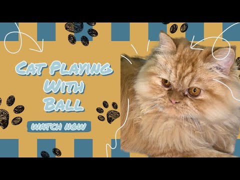 Cat Playing with Ball 😻🎾 | Funniest & Cutest Kitten Playtime Ever!