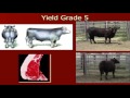 Yield Grades and Cattle Characteristics