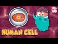 Exploring the Human Cell with Dr. Binocs