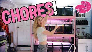 Simply Betta Fish Room Chores + Update!