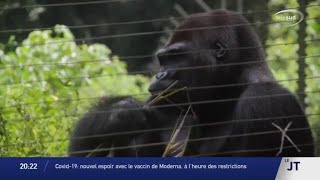 Cameroun : un sanctuaire pour venir en aide aux primates victimes de braconnages
