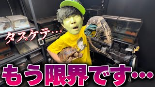 疲れすぎて飼育崩壊の危機！？忙しい爬虫類YouTuberのルーティンがヤバすぎる…
