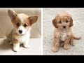 Puppy Adventures and Brain Teasers