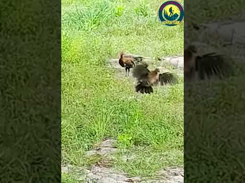 Tiếng Gà trống dí gà mái Pikat Betina #chicken   #Shorts