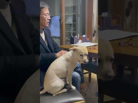 자식한텐 호통치고 강아지만 이뻐하는 아버지 ㅋㅋ