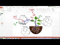 Plant Processes: Photosynthesis and Respiration