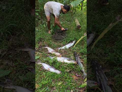 വാളക്കൊയ്ത്ത്.😱😱#fishing #shorts #shortvideo #short #shortsfeed#viralshorts #trending #youtubeshorts
