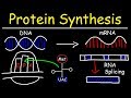Exploring Protein Synthesis: Transcription and Translation