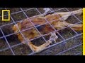 Forensic Anthropology and Decomposition