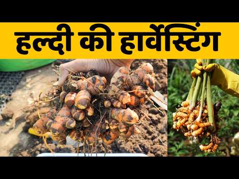 हल्दी की हार्वेस्टिंग | Home Garden ki Haldi ki harvesting | Home Grown Turmeric Harvesting Video