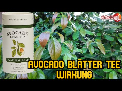 Avocado Blätter Tee Wirkung