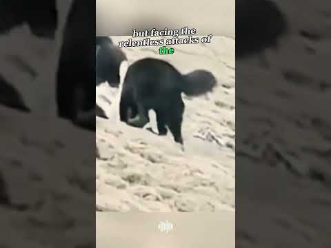 The Fierce Battle Between Tibetan Mastiffs and Wolves #TibetanMastiff #Wolf #Wildlife #nature