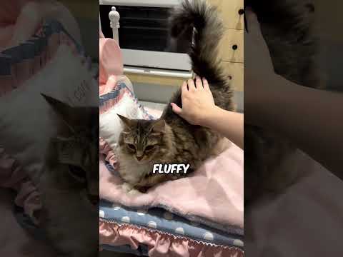 Why Do Cats' Tails Fall Off 😧