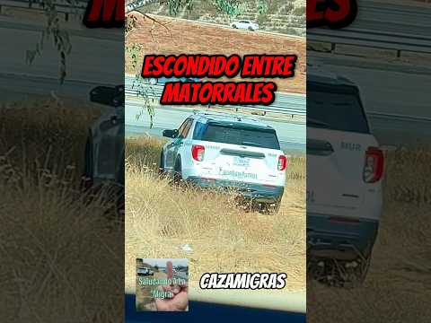 Escondido Entre Matorrales. #cazamigras