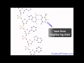DNA Structure and Function Concepts