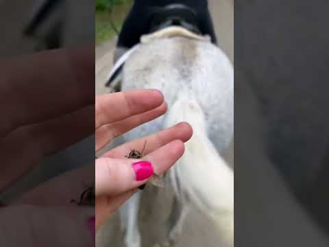 Most Extreme HUGE Horse Fly Bites Compilation, How To Get Rid of Horseflies!!!