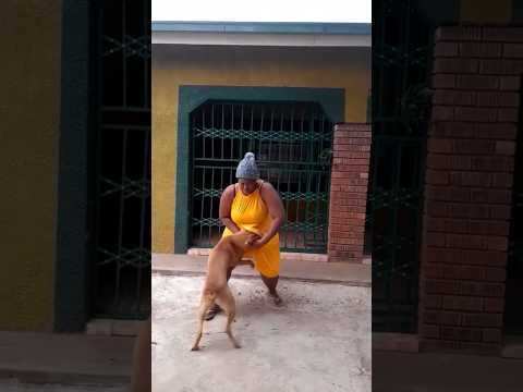 Dog ??