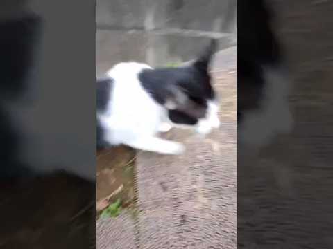 【神回❗エンタの神降臨】 #ハチワレ #ハチワレ猫 #にゃんこ #保護猫 #野良猫 #捨て猫 #猫 #ネコ #ねこ #cat #感動 #癒し #お笑い #爆笑 #楽しい #おもしろ #猫好き #猫動画