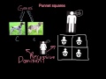 Genetics and Probability Concepts