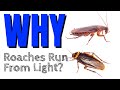 Understanding Cockroach Behavior