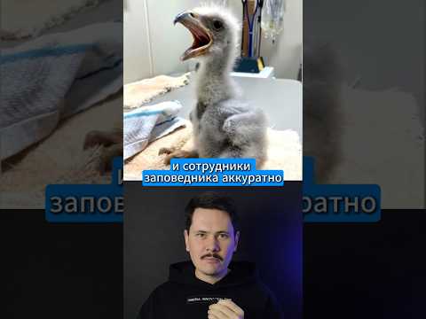 Как Орлан стал приёмным отцом?