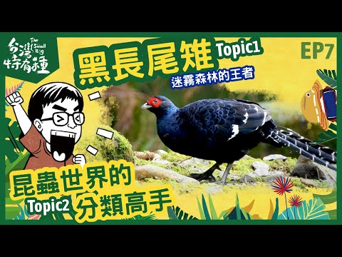 【台灣特有種】The small big 黑長尾雉 ｜埋首昆蟲世界的分類高手-胡芳碩｜昆蟲擾西vs.博恩｜ - YouTube