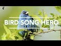 Bird Songs and Identification
