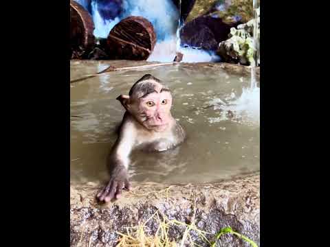 Enjoying the Sun While Swimming.        #mongkey #monpai #babyanimal #babymonkey #cute #animals