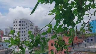 natural scenery of Bangladesh