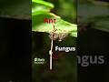 Zombie Ant Fungus and Its Effects