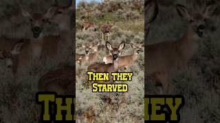 He Killed 400 Mountain Lions — Then the Deer Starved