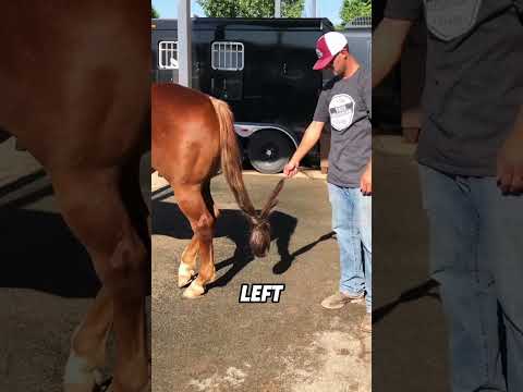 Trimming a horse’s tail#animals #funnyanimal #funny #cute #horse