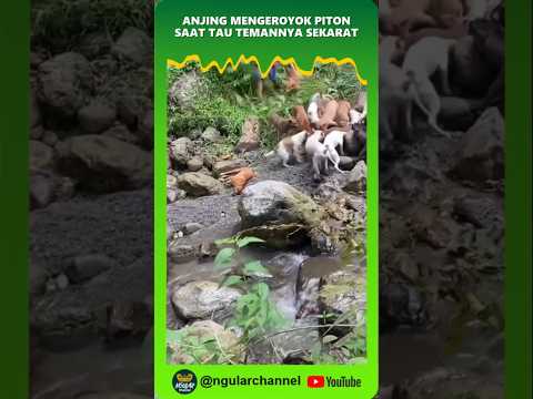 Ular Piton dikeroyok Anjing saat temannya sekarat  #duniaular #viral #short #ular