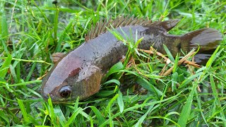 Catching Climbing Perch Fishing in rainy weather | Daily Life Fishing in Rainy Season #fishing