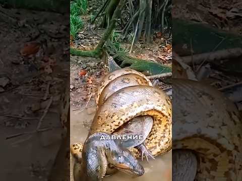 Анаконда – гигантская змея, которая убивает Каймана ,  Ягуара без яда #snake #amazon #анаконда