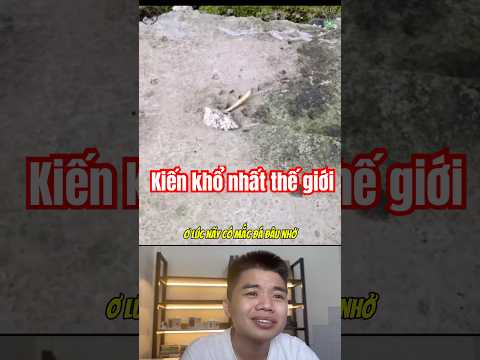 Đình Hiền Reaction: Những con kiến khổ nhất thế giới. #funny