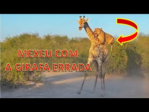 ESSE LEÃO MEXEU COM A GIRAFA ERRADA NA SELVA AFRICANA