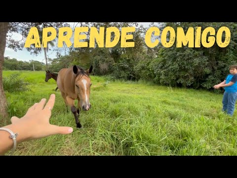 É ASSIM QUE CHAMAMOS OS CAVALOS